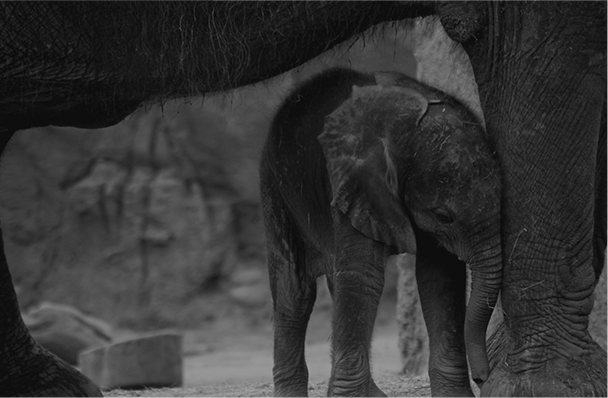 elephant