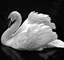 swan